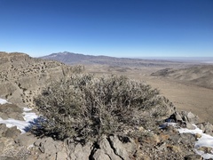 Cercocarpus intricatus