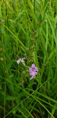 Lythrum alatum