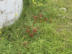 Lachenalia bulbifera