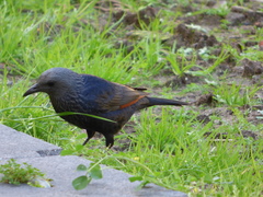 Onychognathus morio morio