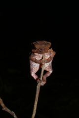 Rhinella proboscidea
