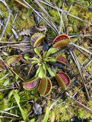 Dionaea muscipula