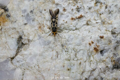 Macrostemum floridum