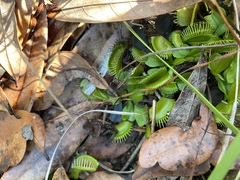 Dionaea muscipula