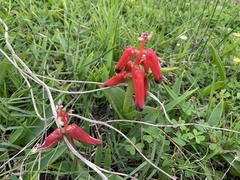 Lachenalia bulbifera
