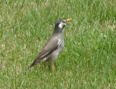 Spodiopsar cineraceus
