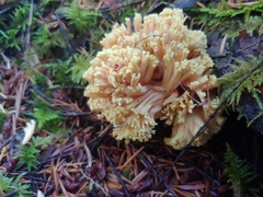 Ramaria rasilispora