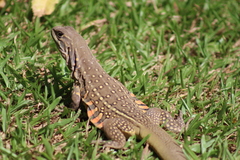 Leiolepis belliana