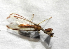 Dicromantispa interrupta