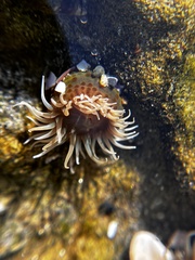 Actiniidae