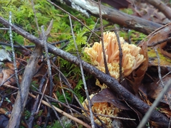 Ramaria rasilispora