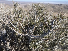 Cercocarpus intricatus