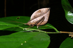 Typophyllum trigonum
