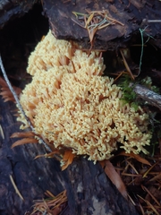 Ramaria rasilispora