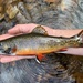 Brook Trout - Photo (c) Cody Cromer, some rights reserved (CC BY-NC), uploaded by Cody Cromer