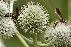 Myzinum quinquecinctum