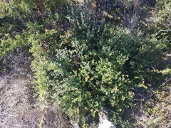 Arctostaphylos nummularia