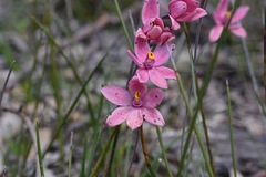 Thelymitra × macmillanii