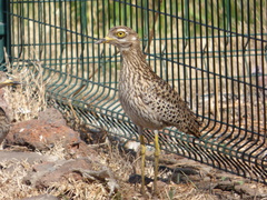 Burhinus capensis capensis