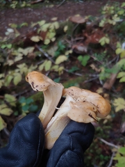 Cantharellus subalbidus