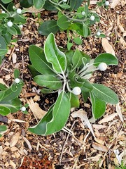 Pachystegia insignis