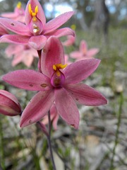 Thelymitra × macmillanii