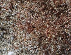 Hypertelis umbellata