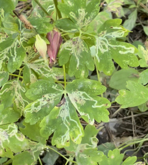 Phytomyza minuscula group