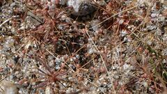 Hypertelis umbellata