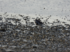 Charadrius falklandicus
