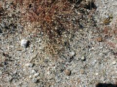 Hypertelis umbellata