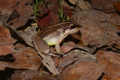 Leptodactylus longirostris