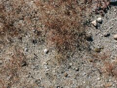 Hypertelis umbellata