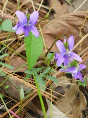 Viola sagittata
