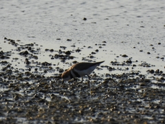 Charadrius falklandicus