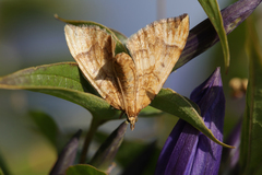 Eulithis populata