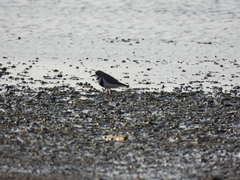 Charadrius falklandicus