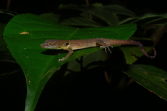 Gonatodes humeralis