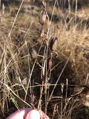 Camassia