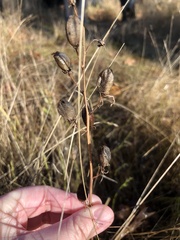 Camassia