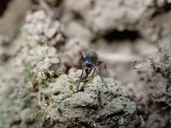 Ectomomyrmex