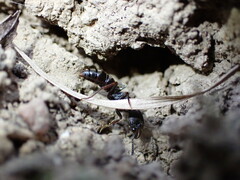 Ectomomyrmex