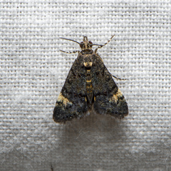 Heliothela ophideresana
