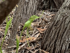 Pterostylis turfosa