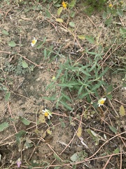 Melampodium cinereum