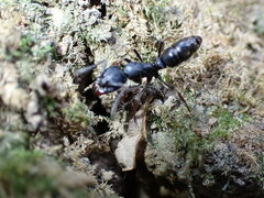 Ectomomyrmex