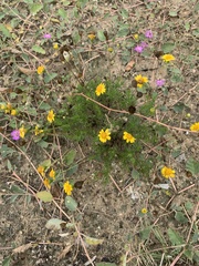 Thymophylla tenuiloba