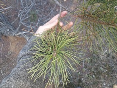 Arceuthobium littorum