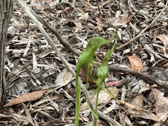 Pterostylis turfosa