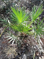 Coryphoideae